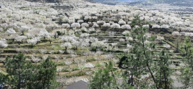Cerezos en el Valle del Jerte