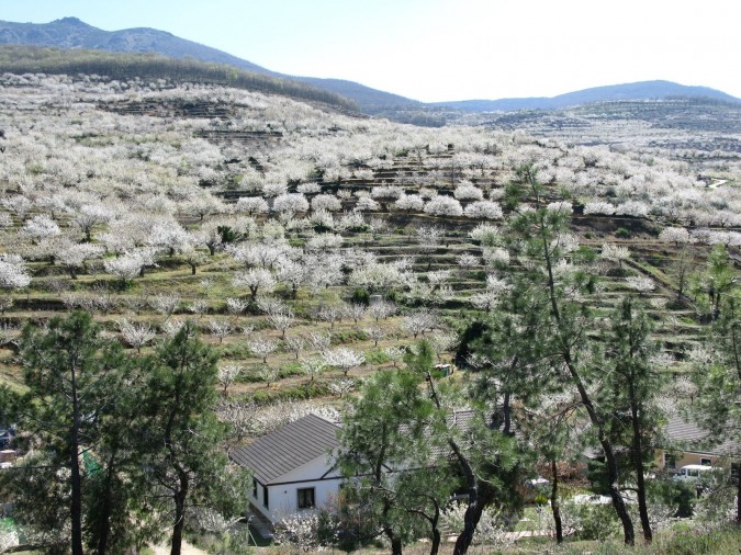 Cerezos en el Valle del Jerte