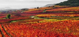 Rutas vinícolas por La Rioja