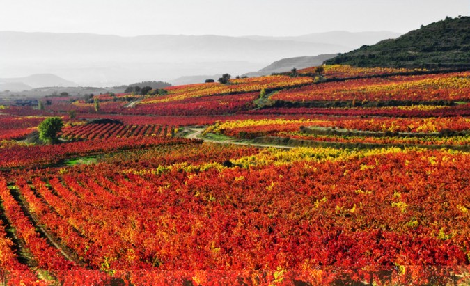 Rutas vinícolas por La Rioja