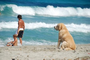 Playa Can en Gandía