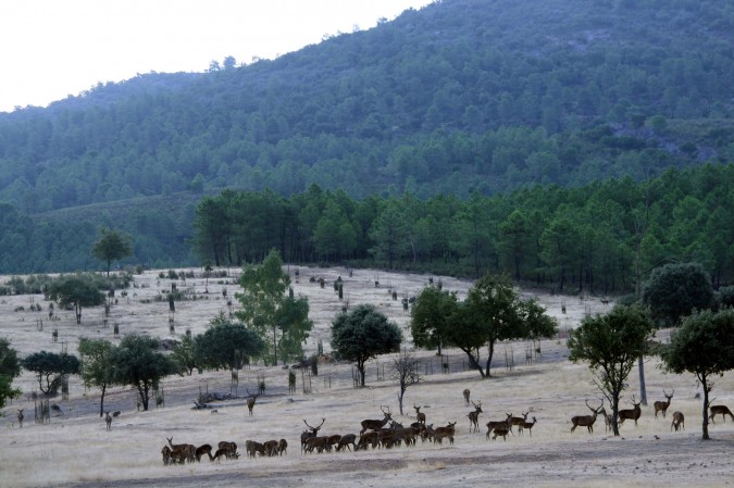 Berrea en Extremadura