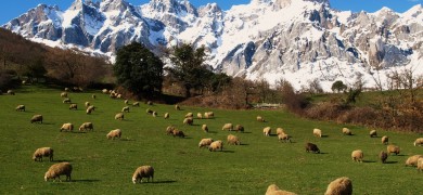 Picos de Europa, Asturias