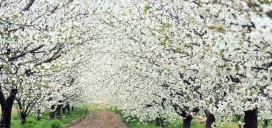 Cerezo en Flor en el Valle del Jerte