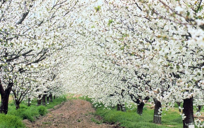 Cerezo en Flor en el Valle del Jerte