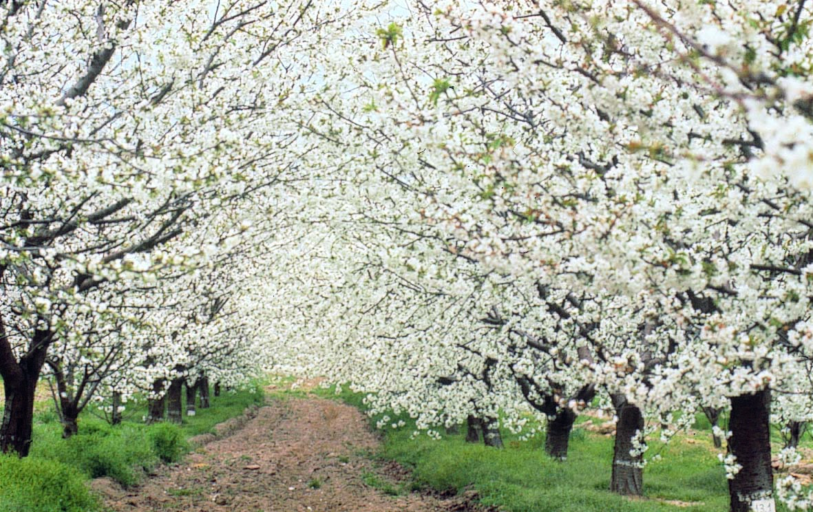 Resultado de imagen de cerezo en flor