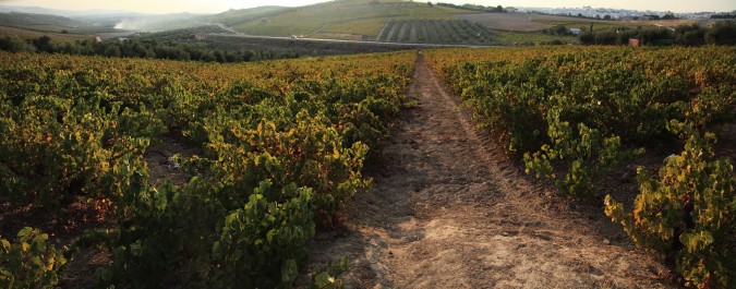 Viñedo de Montilla. Esta imagen tiene Licencia CC en el Flickr de Víctor Fernández Sainas