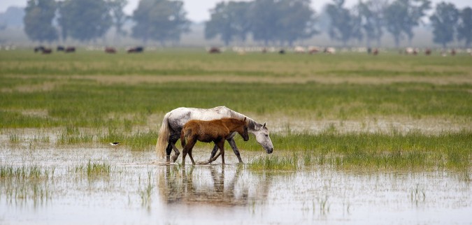 Pasea por las marismas a caballo. Esta imagen tiene Licencia CC en el Flickr de Calvin Smith