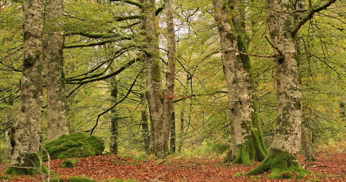 Selva de Irati. Esta imagen tiene Licencia CC en el Flickr de Miguel Ángel García