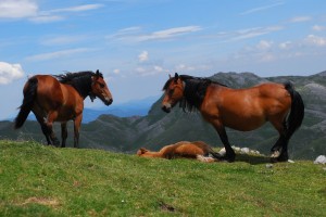 Caballos en Sierra de Aralar. Esta imagen tiene Licencia CC en el Flickr de mongider