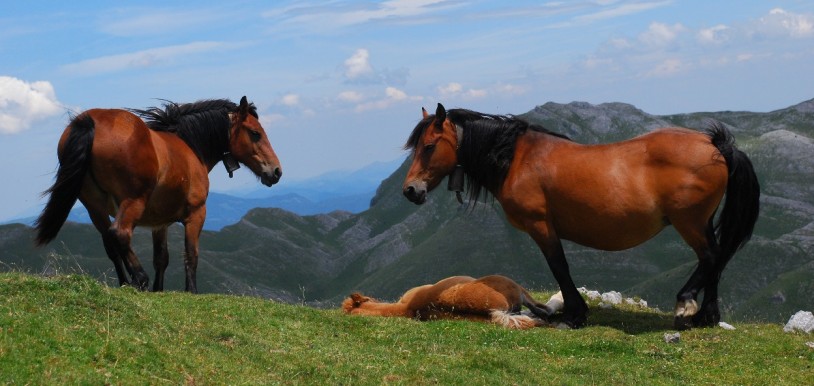 Chevaux dans la Sierra d’Aralar. Cette image est sous licence CC dans le Flickr de mongider