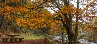 otoño Bungalowsclub