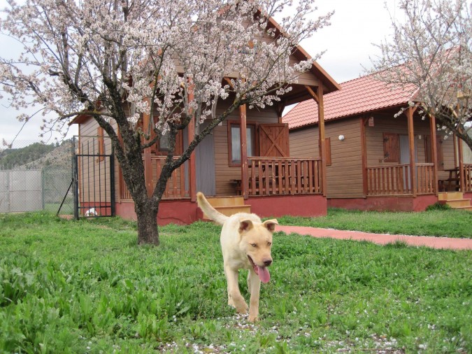 ¡En Las Casas de la Vega hasta tu mascota disfrutará de la naturaleza!