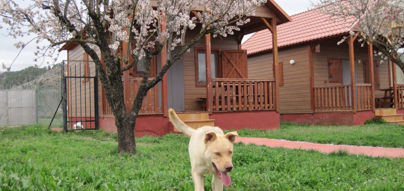 Travel with your pet to a wonderful cabin!
