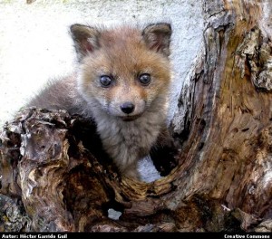 Cría de lobo en el Parque de Doñana. Imagen de Héctor Garrido, en Cuadernos de Campo