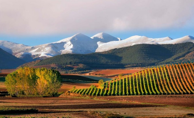 Viñedos riojanos. Imagen de La Rioja Turismo