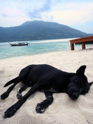 ¡Ellos también se merecen descansar con el sonido del mar de fondo!