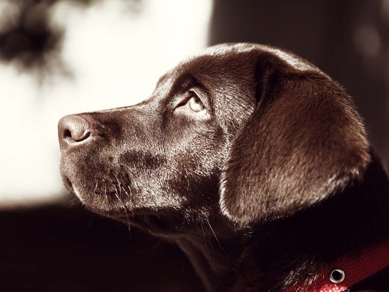 Destinos para ti y tu mascota