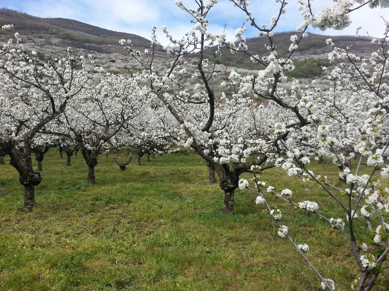 Visita obligada a Cáceres: cerezo en flor en el Valle del Jerte