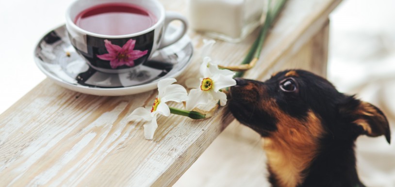 ¡Tu perro también necesita vacaciones!