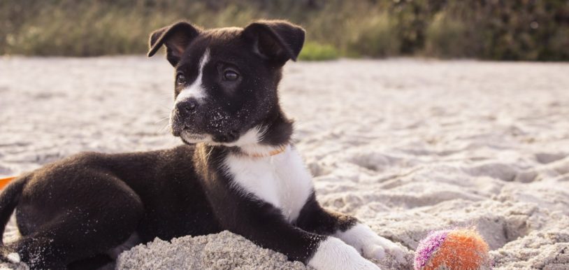 mascota playa perro