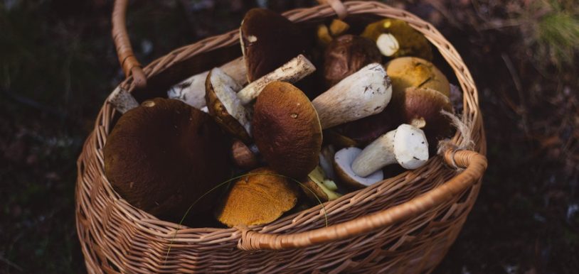 pexels-Valeria Boltneva-mushroom-BungalowsClub