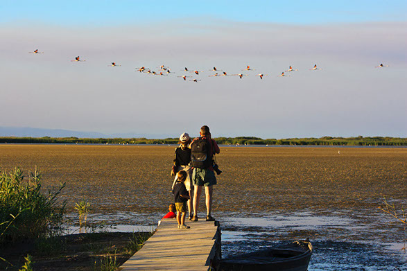 ¡Avista aves junto a tu familia en el Parque Natural del Delta del Ebro!