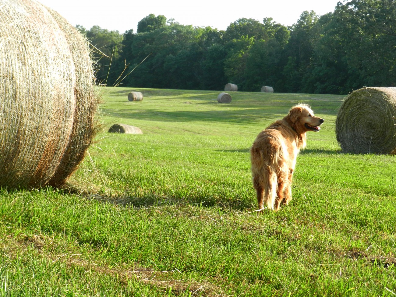 Establecimientos para viajar con tu mascota