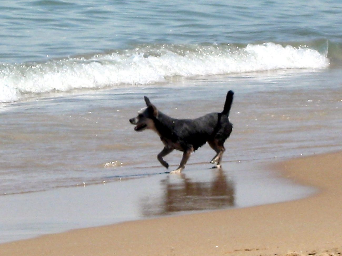 Vacaciones a la playa con nuestra mascota
