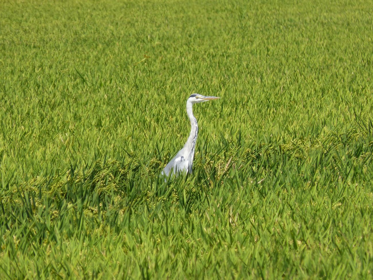 Los 5 mejores lugares para avistar aves