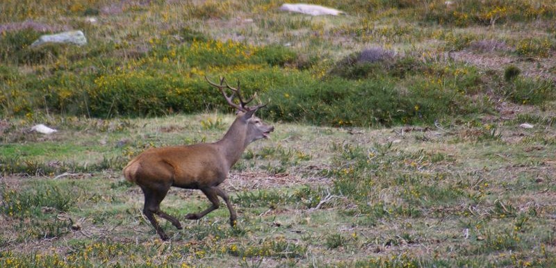 3 parques para disfrutar de la berrea del ciervo este otoño