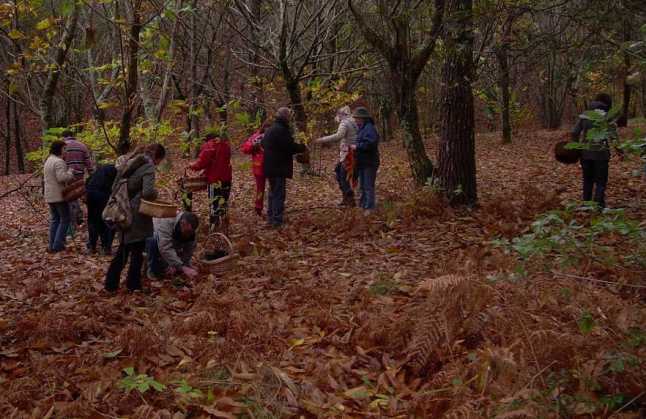 Otoño, época para recoger setas