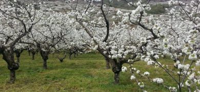 cerezos en flor cáceres naturaleza primavera