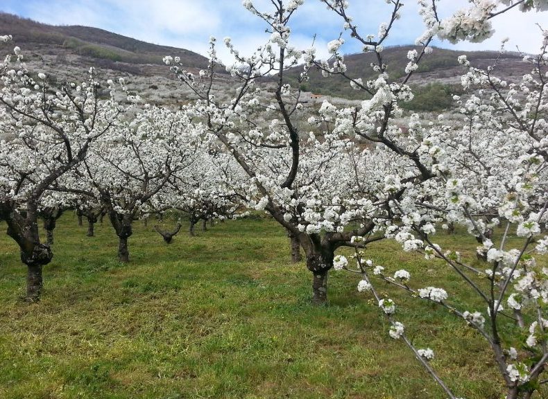 El Valle del Jerte da la bienvenida a la primavera, ¡no te lo pierdas!