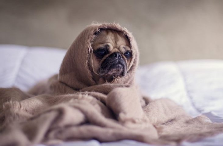 Este febrero, llévate a tu mascota a una escapada familiar a Cataluña