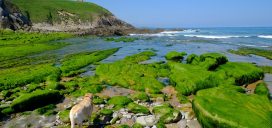 mascota playa cantabria sol mar