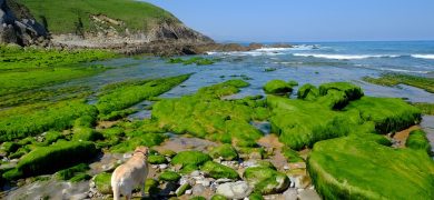 mascota playa cantabria sol mar