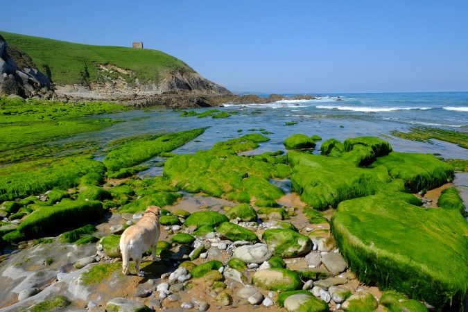 mascota playa cantabria sol mar