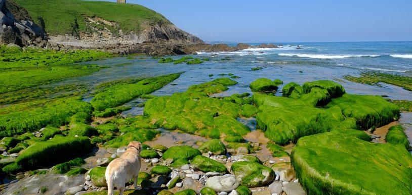 mascota playa cantabria sol mar