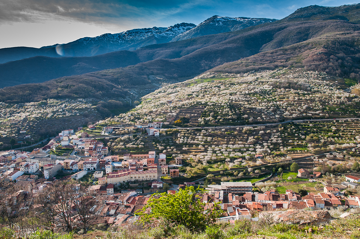 Cerezo-en-Flor-