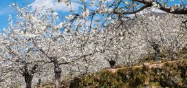 Cerezo-en-Flor-Valle-del-Jerte