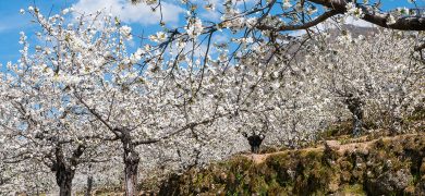 Cerezo-en-Flor-Valle-del-Jerte