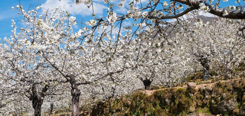 Cerezo-en-Flor-Valle-del-Jerte