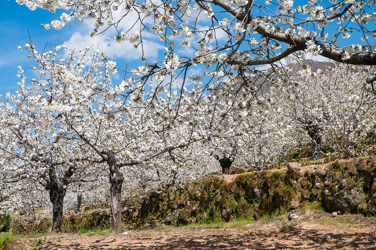 Cerezo-en-Flor-Valle-del-Jerte